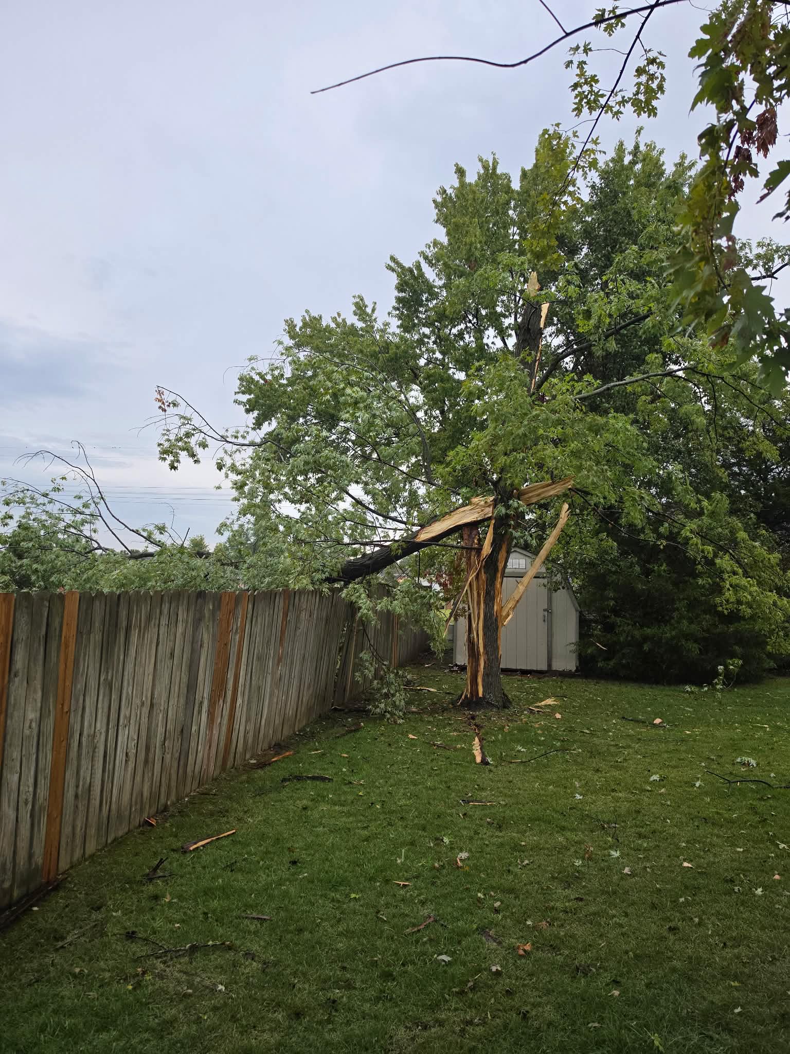 Damaged tree and broken limbs above a backyard shed